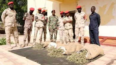 المسار نيوز قوات الدعم السريع تحبط تهريب كميات كبيرة من الشاشمندي بشرق السودان