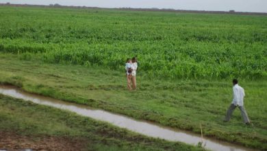 المسار نيوز ولاية سنار تزرع أكثر من (4) ملايين فدان.