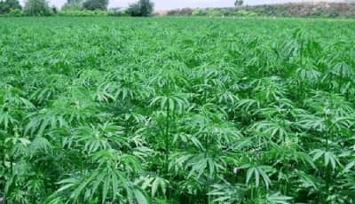 المسار نيوز مكافحة المخدرات بكسلا تضبط مزرعة لزراعة نبات الشاشمندي المخدر