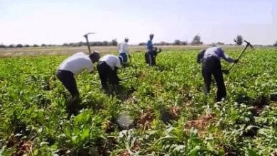 المسار نيوز (الافات) تهدد الموسم الزراعي في السودان بالفشل