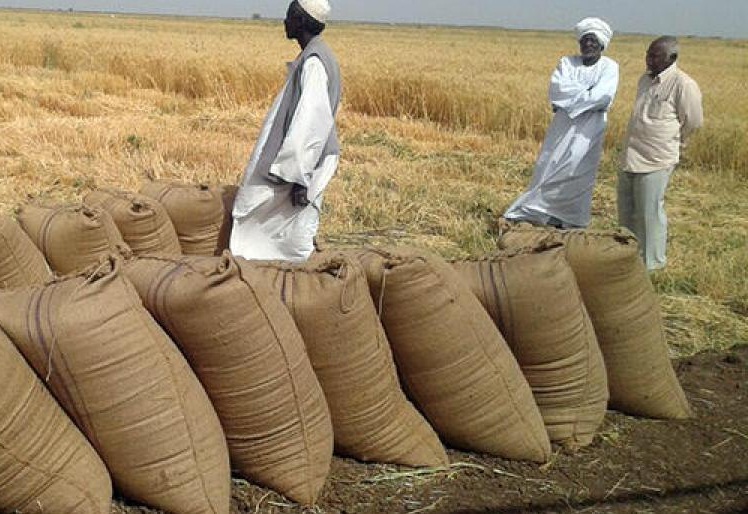 المسار نيوز الحكومة تعلن عن محفظة مالية لزراعة مليون فدان من القمح