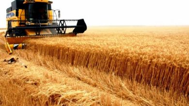 المسار نيوز اتحاد المزارعين لن نكررتجربة زراعة (القمح) هذا العام