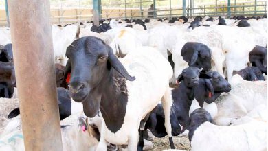 المسار نيوز السودان يشارك في قمة الثروة الحيوانية بفرنسا