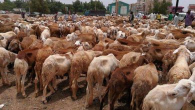 المسار نيوز الثروة الحيوانية تدعو لتنظيم تنقل الماشية بين دول الايقاد