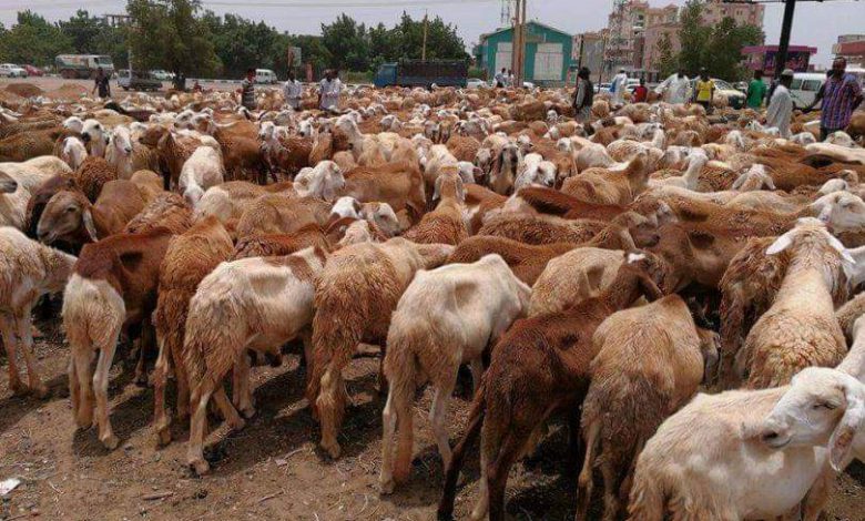 المسار نيوز الثروة الحيوانية تدعو لتنظيم تنقل الماشية بين دول الايقاد