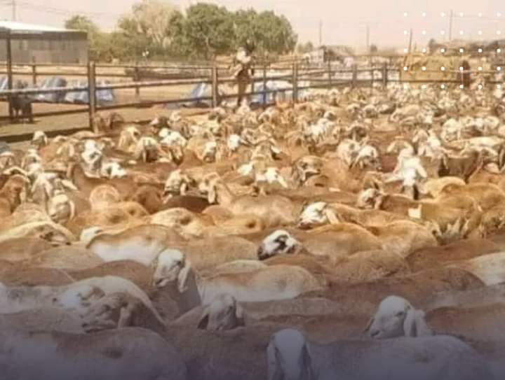 المسار نيوز السعودية تعيد باخرة مواشي سودانية