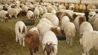 المسار نيوز ارتفاع حجم صادرات الماشية من ولاية القضارف