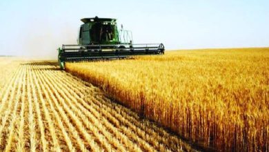 المسار نيوز 73 مليون دولار من البنك الافريقي لتمويل مشروع لزراعة القمح بالسودان