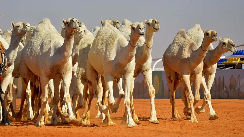 المسار نيوز السلطات الإثيوبية تسلم الجانب السوداني (٧١) رأس من الإبل المفقودة