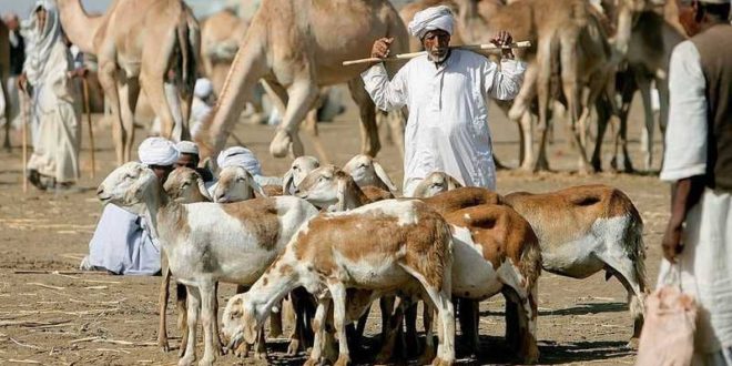 المسار نيوز وزير الثروة الحيوانية : نتوقع تصذير (7) ملايين راس من الماشية خلال 2023