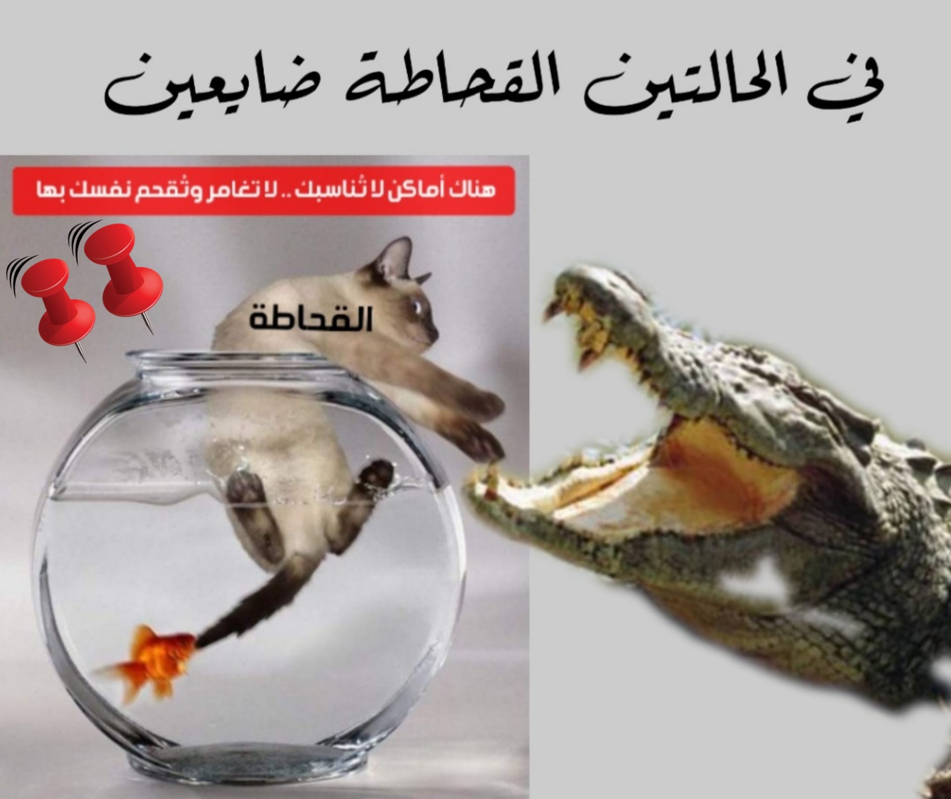 المسار نيوز الدبابيس